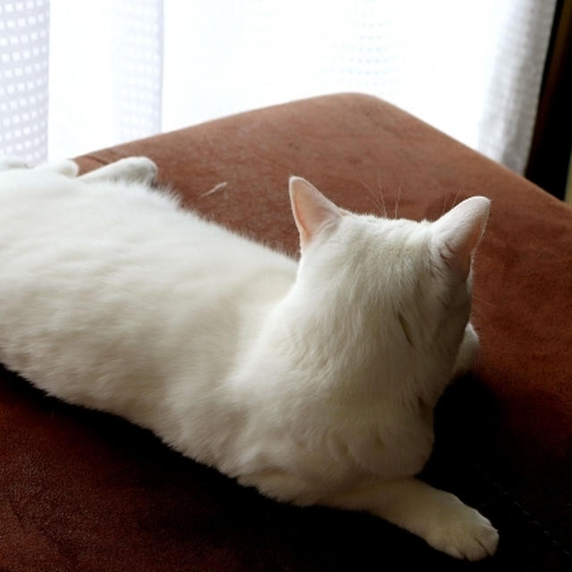 おちびさん・・にゃ♪