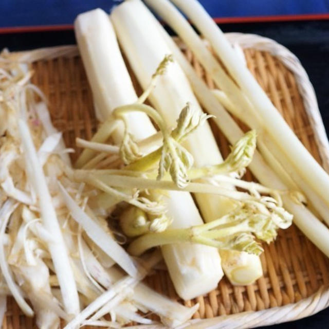 ■季節料理【1本の山ウドで4品の料理】①山ウドの皮で金平