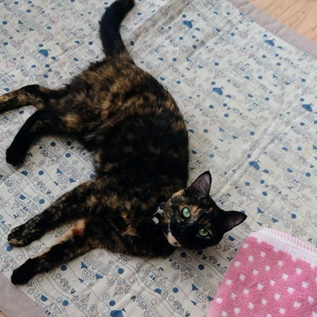 自分とペット～妻と猫のミーちゃんと暮らして