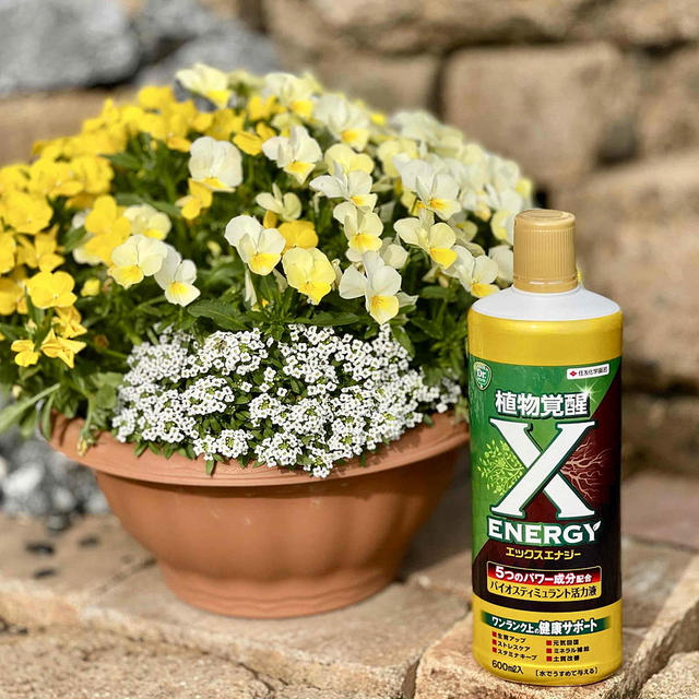 * 新商品『X-energy（ #エックスエナジー ）』♪