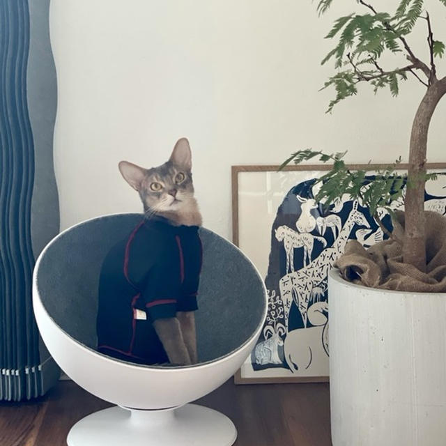 今年の「ねこの日」のプレゼントは？