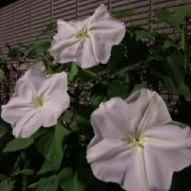 夕顔