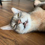 今日は「世界猫の日」
