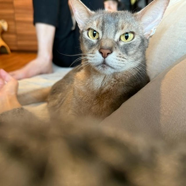 飼い主の間に来て、一休みするぼくちん