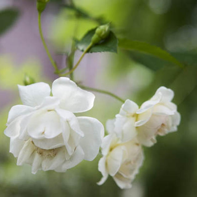 １０月のSmall garden  
