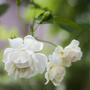 １０月のSmall garden  