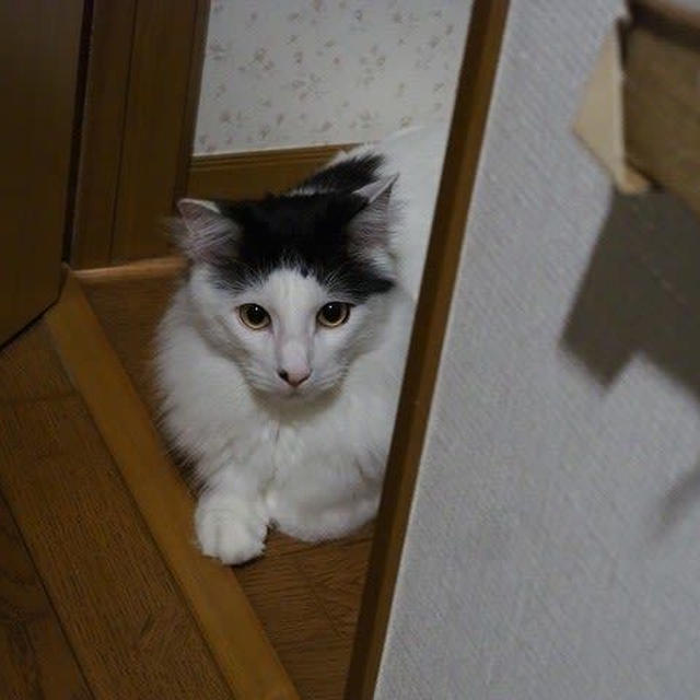 立てこもりと寝落ち…【小梅・さくら・桃之介通信】