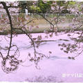 桜ピンクの川面＆お鮨ナイト♪