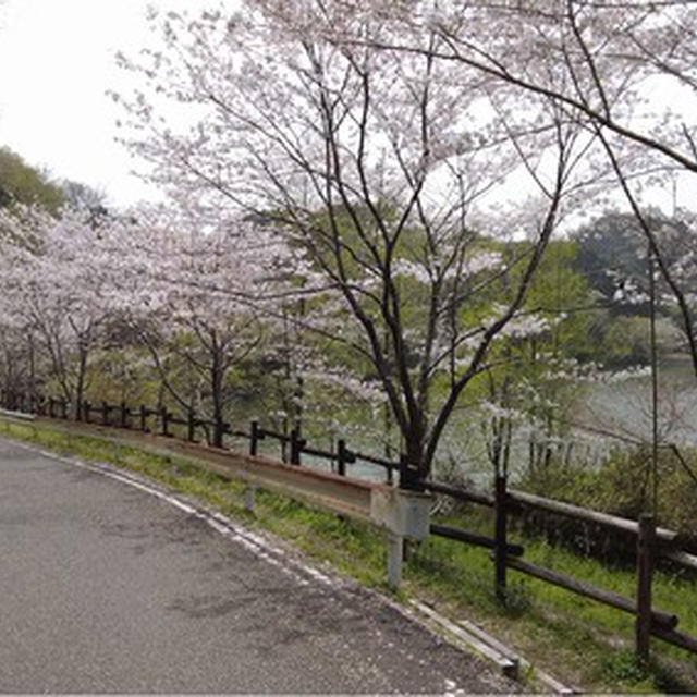 動鳴気峡（どうめききょう）夜桜のライトアップは4/4までです♪お早めに！