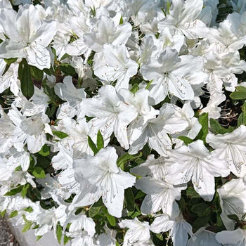 腰部脊柱管狭窄症〜タリージェ錠2日目