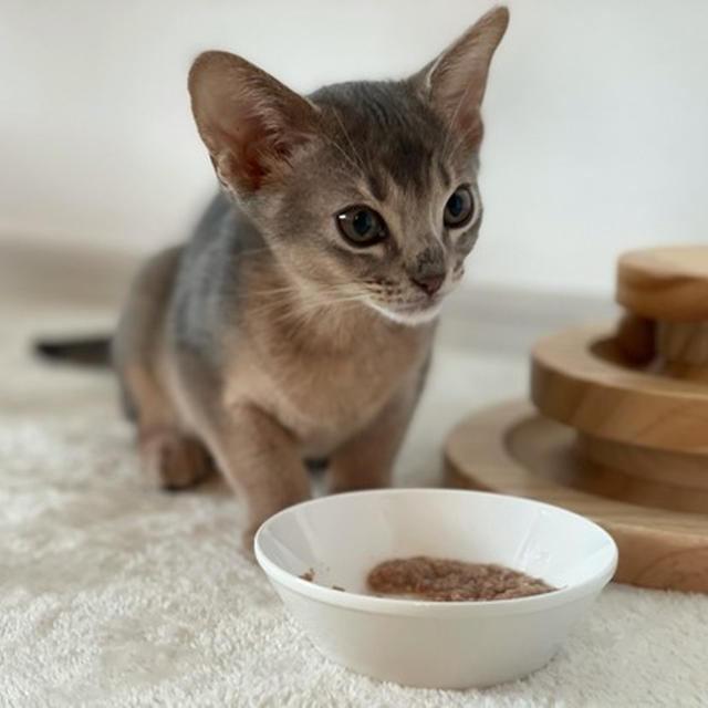 わか男17日目　ごはんはお外で食べたいわかさまと、赤ちゃんのごはんの残りを狙うお姉ちゃんたち