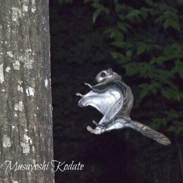 父の写真展のお知らせ