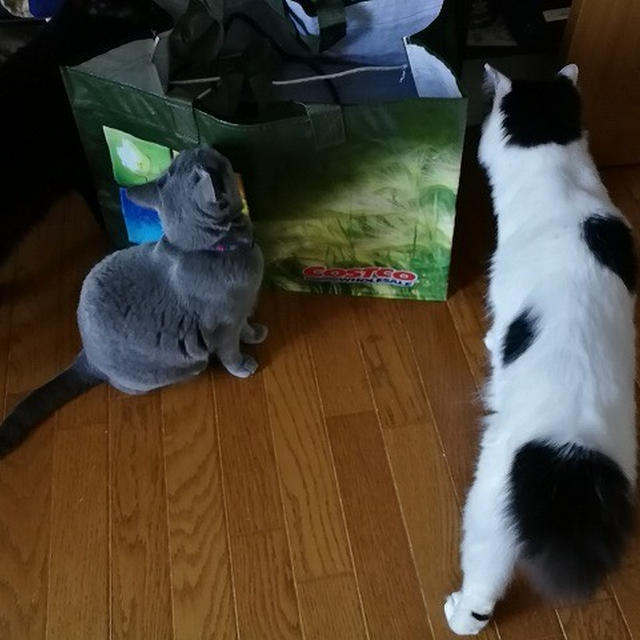 【小梅・さくら・桃之介通信】ねこあるある...