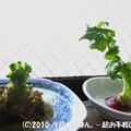 1週間目の大根の葉っぱ　キッチンで水栽培(^_-)-☆