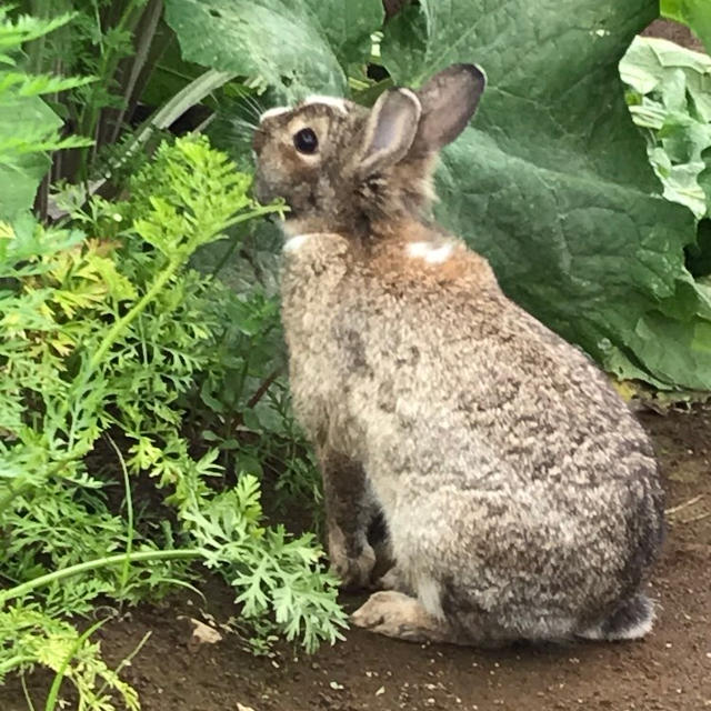 じっちの畑のピーターラビット