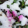 毒性植物 #ヨウシュヤマゴボウ が描く #雪景色