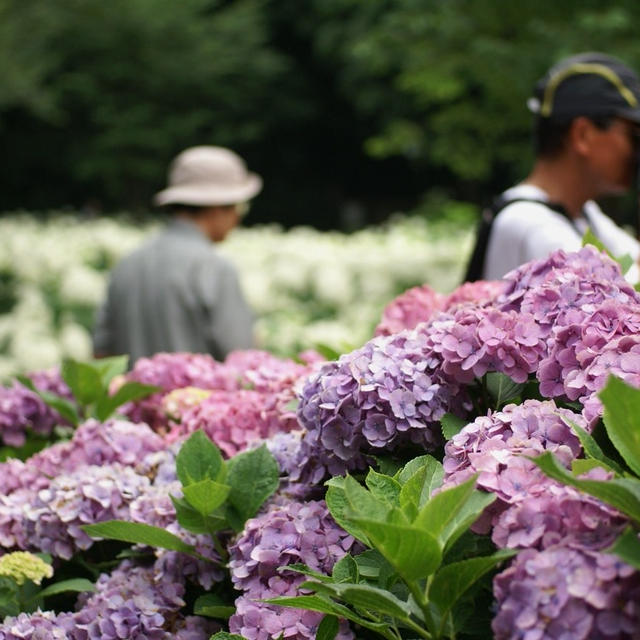 《相模原北公園の紫陽花》P-2