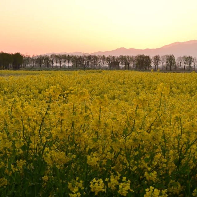 福島潟の夜明けと菜の花