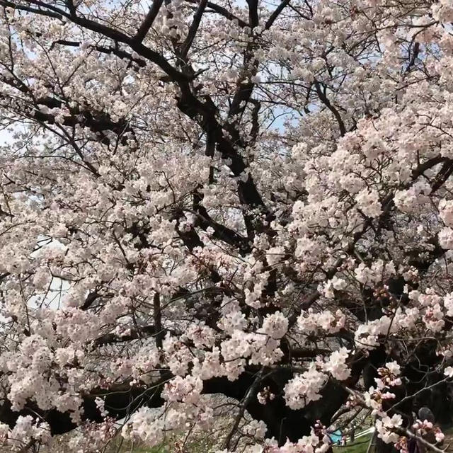 ロードバイクで背割提の桜見てきました。