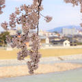 金沢の桜と韓国バラエティー♡