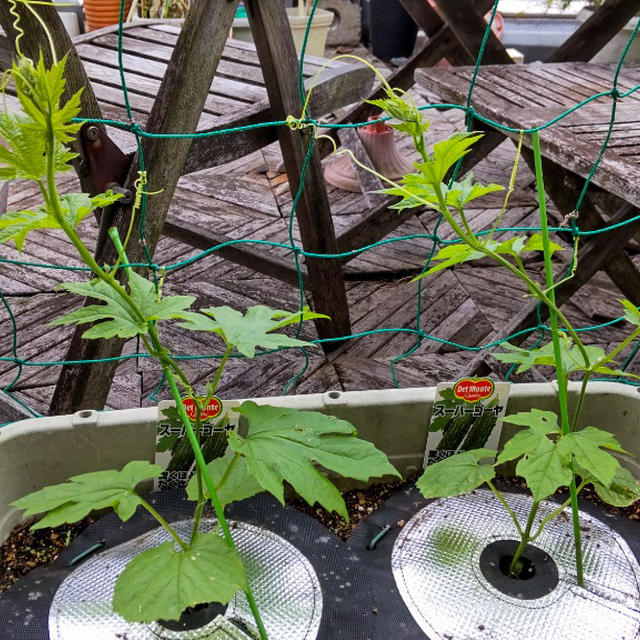 ゴーヤ、プチトマト、きゅうり…植えて約10日のプランター菜園