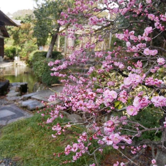 頼光寺の梅と水仙#最近撮った写真は