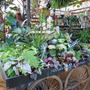 イギリス母娘旅⑧　ピーターシャムナーサリー（Petersham Nurseries）