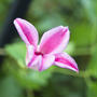 Small garden の真夏