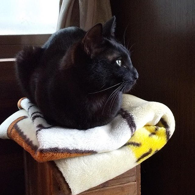 猫と古道具