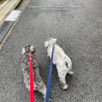 雨あがりのお散歩