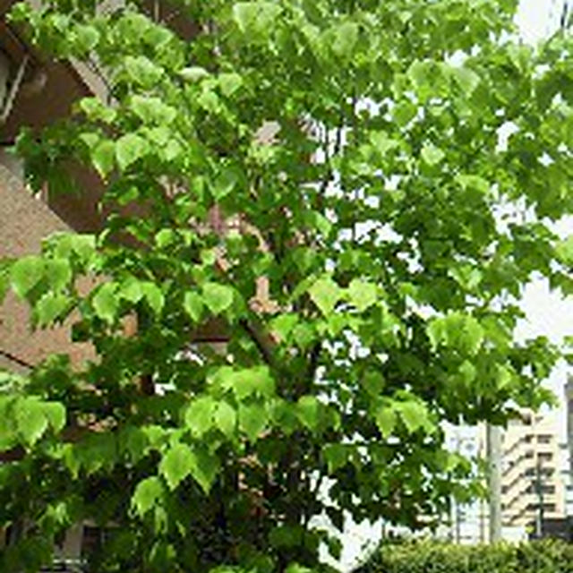 ぽっかり空いた金曜日、洗濯、洗濯！