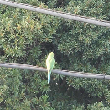 【まさか！衝撃！】東京都世田谷区に緑色の鳥