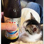 オリオンビールとてん