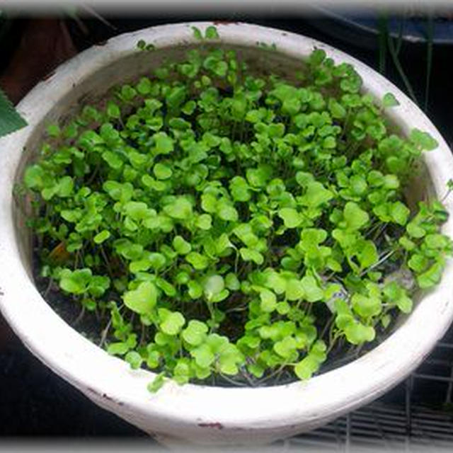 間引き水菜でひと品！