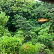 緑鮮やかな雨の東山荘