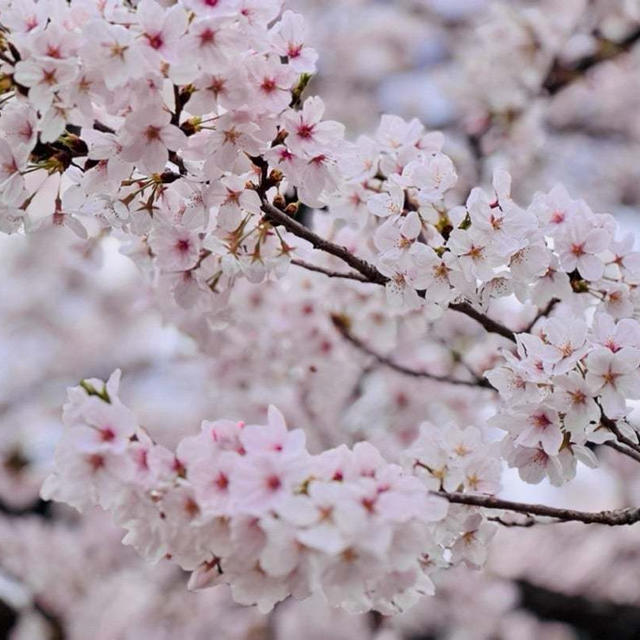 桜満開‼︎なのでお花見へ。と 住宅街の可愛いパン屋さん。