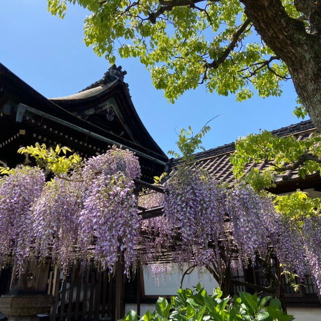 京都♪六孫王神社さまの藤　限定御朱印
