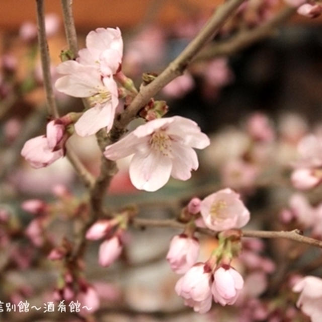 新じゃがとハイジのチーズ「ラクレット」でおうちお花見の夜。