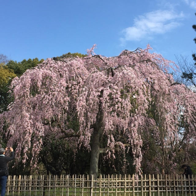 京都御所の梅と桜♪