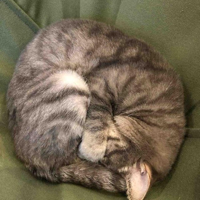 我が家のアンモニャイト