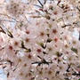 春の訪れを告げる花☆