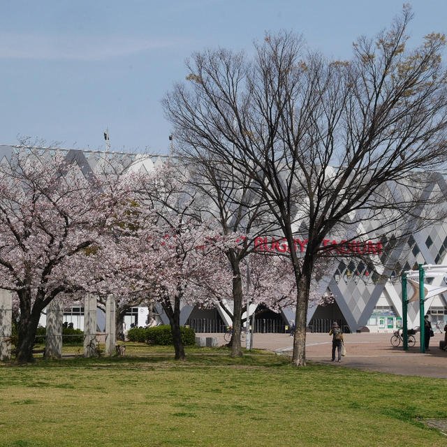 花園ラグビー場の桜-3月30日-
