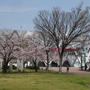 花園ラグビー場の桜-3月30日-