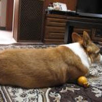 やきもちもなか