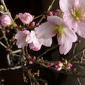平目の桜カルパッチョ