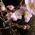 平目の桜カルパッチョ
