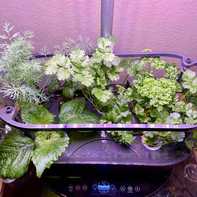 家庭菜園からの~　秋は水耕栽培