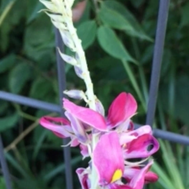 クズの花、クズのつぼみ、食べれるんですよ～🎶