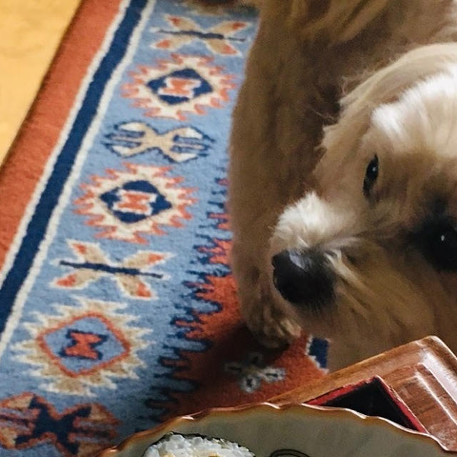 キンパと犬