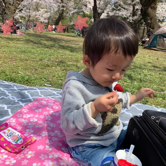1歳半とのお花見はカオス